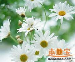 雏菊新皮肤爆料视频在线观看,花漾绽放,浪漫来袭! 第2张 雏菊新皮肤爆料视频在线观看,花漾绽放,浪漫来袭! 第2张